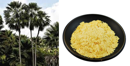 carnauba_wax